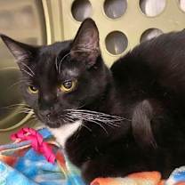 Thumbnail photo of Charlie Brown #3