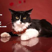 Thumbnail photo of ALEXIS CASTLE #1