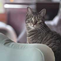 Thumbnail photo of Sonata #3