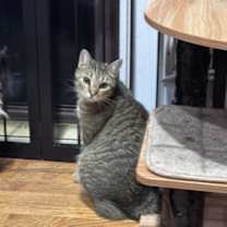 Thumbnail photo of Philharmonic #3