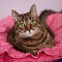 Thumbnail photo of Alice #2