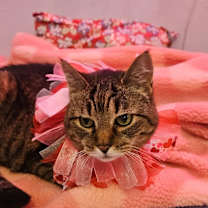 Thumbnail photo of Alice #4