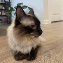 Thumbnail photo of Lady Dumpling #3