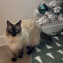 Thumbnail photo of Lady Dumpling #2