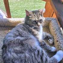 Thumbnail photo of Tigger #3
