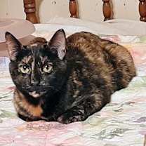 Thumbnail photo of Joyous #4