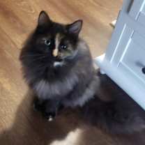 Thumbnail photo of Lucky #2