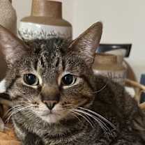 Thumbnail photo of Kale #1