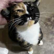 Thumbnail photo of Precious #1