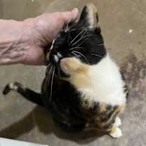 Thumbnail photo of Precious #2