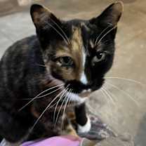 Thumbnail photo of Precious #4