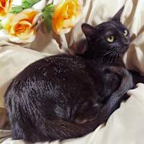 Thumbnail photo of Dusty #2