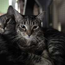 Thumbnail photo of Orchestra #2