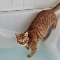 Thumbnail photo of Cat Foster Needed **Video** #2