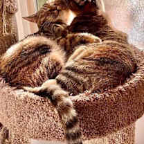 Thumbnail photo of Cat Foster Needed **Video** #3