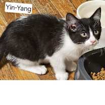 Thumbnail photo of Yin-Yang #1