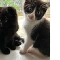 Thumbnail photo of Yin-Yang #2