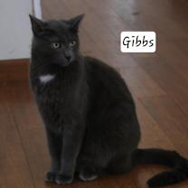 Thumbnail photo of Gibbs #2