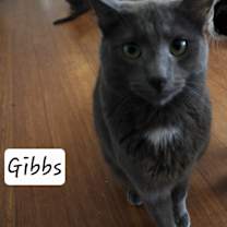 Thumbnail photo of Gibbs #3