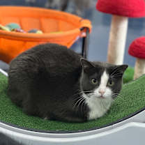 Thumbnail photo of Josie #1