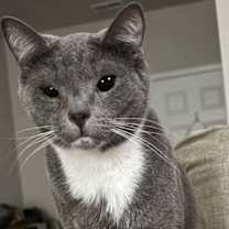 Thumbnail photo of Thorin #1