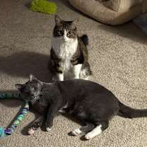 Thumbnail photo of Thorin #2