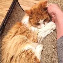 Thumbnail photo of Archie #2