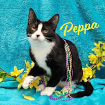 Thumbnail photo of Peppa #loves-to-be-held #1