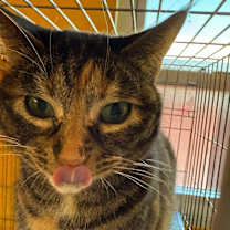 Thumbnail photo of Majestic #2