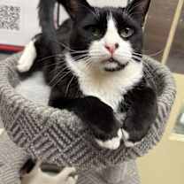 Thumbnail photo of Boots ( NAPA Petco) #1