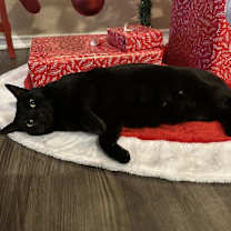 Thumbnail photo of Zipper "Midnight" 4274 #2