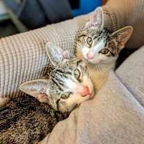 Thumbnail photo of Clutch #4