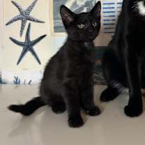 Thumbnail photo of Boo #1