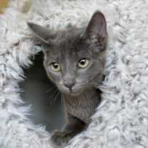 Thumbnail photo of Miracle #2