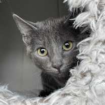 Thumbnail photo of Miracle #3