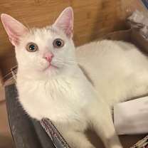 Thumbnail photo of PIGLET #1