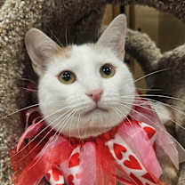 Thumbnail photo of PIGLET #2