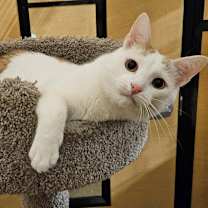 Thumbnail photo of PIGLET #3