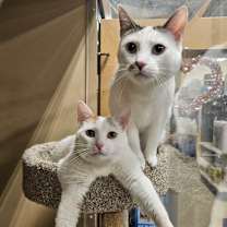 Thumbnail photo of PIGLET #4