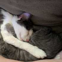 Thumbnail photo of Newt #2