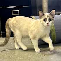 Thumbnail photo of Darling #1