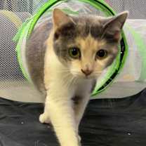 Thumbnail photo of Dearie #2