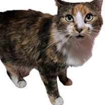 Thumbnail photo of Lola #1