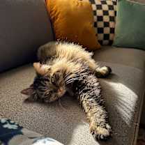 Thumbnail photo of Ivy #4