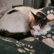 Thumbnail photo of Alfredo #2