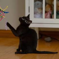 Thumbnail photo of Barak #2