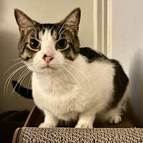 Thumbnail photo of Eddie #1