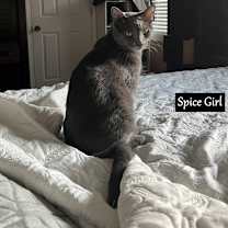 Thumbnail photo of Spice Girl #1