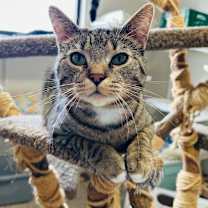 Thumbnail photo of Joffrey #1