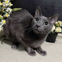 Thumbnail photo of Vanna AKA: VAN #3